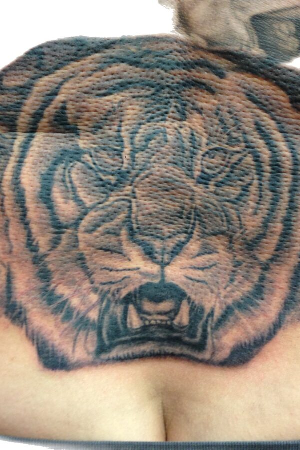 Japanese tiger back piece tattoo by Marc Pinto – Primitive Tattoo Perth